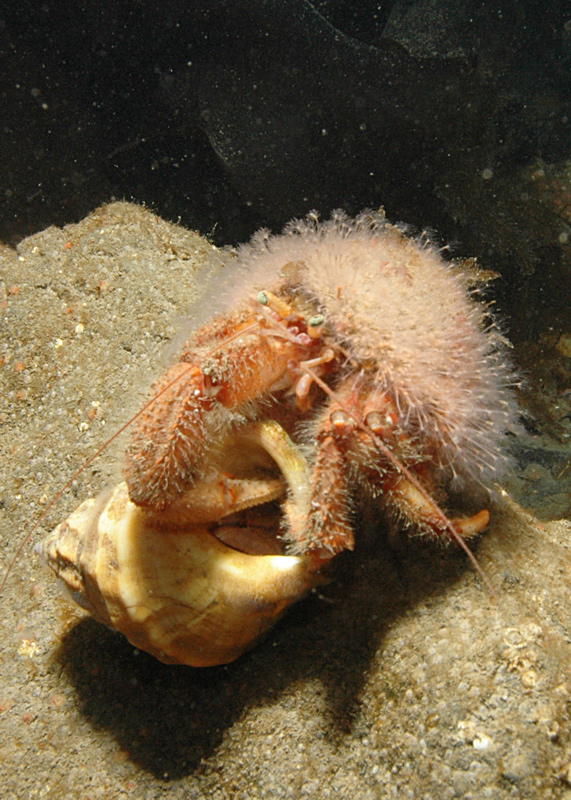 Einsiedlerkrebs (Bild von Linda Ashmore)